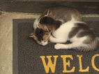 Cat for Kind Home