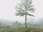 Upper glenloch Campsite Road Nuwaraeliya