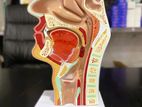 Upper Respiratory Tract Model A521