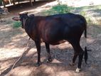 Ur Kalappu Madu