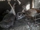 Farm Hens