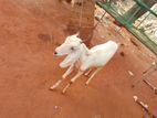 Aadu Kutty