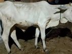 Farm Cow