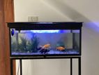 Fish Tank with other Accessories