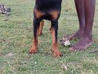 Rottweiler Dog