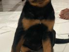 Rottweiler Puppies