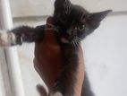 Cat for Kind Home