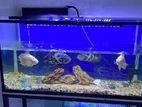 Complete 4ft Aquarium Setup with Oscar Fish