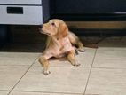 Labrador Puppy