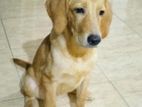 Labrador Retriever Puppy