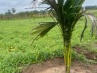 Land for Sale Trincomalee