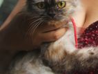 Sale : Tortoiseshell Persian cat for