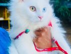 sale: White Odd-Eyed Male Persian Cat