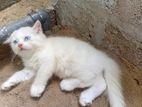 Persian Cat