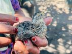 Selling 25 Days Old Female Quails