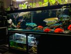 selling 7*2*2 fish tank