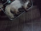 Himalayan Cat
