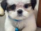Shih Tzu Puppies