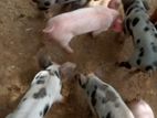 Farm Pigs