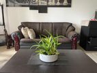 Used Damro Sofa Set 3+1+1