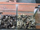 Used Fish Tank 1.5 Feet