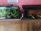 Used Fish Tank