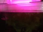 Fish Tank with Fishes