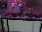 Used Fish Tank with Fishes