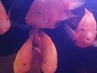 Used Fish Tanks