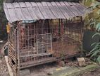 Used Kennel