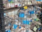 Used plastic bottle