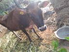 කිරි එලදෙනක්