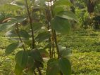 Cinnamon Plants