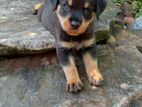 Rottweiler Female Puppy