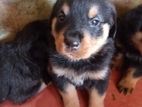 Rottweiler puppy.