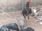 කුකුළන් හතර දෙනකු