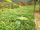 තේ පැල