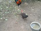 Chickens