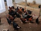 Country Chicken