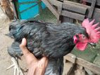 ஊர் சேவல்