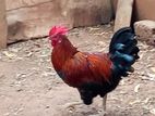 Farm Chicken