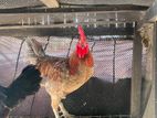 Rooster