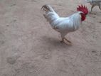 Rooster