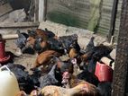 Country Chickens