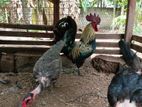 Farm Chicks
