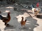 Country Chickens