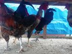 Hens Rooster