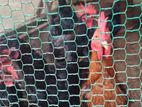 Farm Chickens
