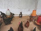 Farm Chicken