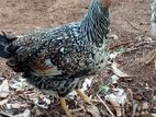 Farm Chickens